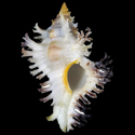 To Conchology (Chicoreus brunneus SET)