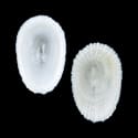 To Conchology (Tugali decussata)