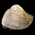 To Conchology (Arca ventricosa PERIO)