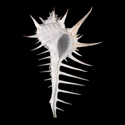 To Conchology (Murex ternispina ALBINO)