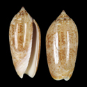To Conchology (Oliva spicata SPECIAL COLOR)