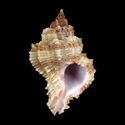 To Conchology (Hexaplex rosarium YOUNG)
