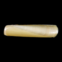 To Conchology (Solen fonesii)
