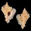To Conchology (Chicoreus loebbeckei CREAM)