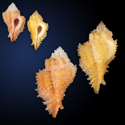 To Conchology (Pterynotus bibbeyi SPECIAL COLOR)