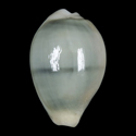 To Conchology (Monetaria moneta SPECIAL COLOR)