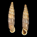 To Conchology (Parabalea balnearum)