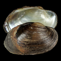 To Conchology (Unio gibbus)