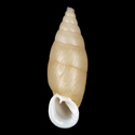 To Conchology (Selenophaedusa thatkheana)