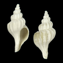 To Conchology (Boreotrophon clavatus)