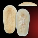 To Conchology (Scutus antipodes GIANT)