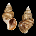 To Conchology (Ancistrolepis vietnamensis PERIO)