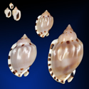 To Conchology (Casmaria ponderosa SET)