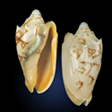 To Conchology (Cymbiola vespertilio ORANGE MOUTH)