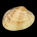 To Conchology (Ruditapes decussatus LARGE)