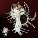 To Conchology (Hexaplex cichoreum SPINY)