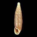 To Conchology (Cochlodina orthostoma cf.)