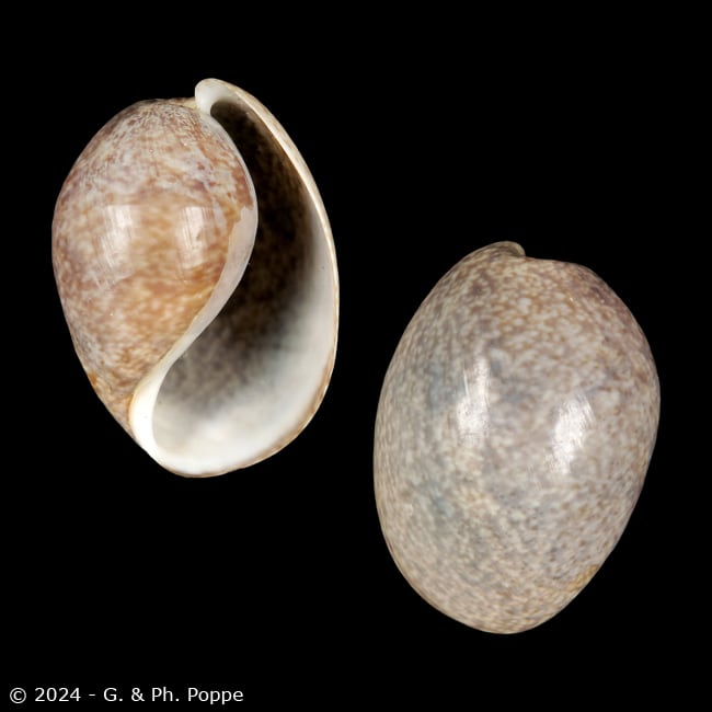Bullidae BULLIDAE for Sale | Conchology