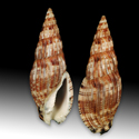 To Conchology (Lyria solangeae GIANT)