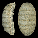To Conchology (Chiton squamosus)