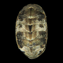 To Conchology (Sypharochiton sinclairi)