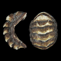 To Conchology (Sypharochiton torri)