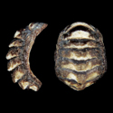 To Conchology (Sypharochiton torri)