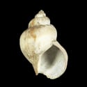To Conchology (Buccinum maltzani)