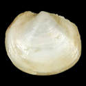 To Conchology (Alucinoma alis)