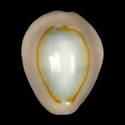 To Conchology (Monetaria annulus CALLOUSED)