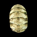 To Conchology (Acanthopleura granulata)