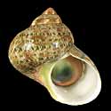 To Conchology (Turbo petholatus)