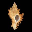To Conchology (Chicoreus banksii AUSTRALIA)