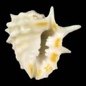 To Conchology (Drupa ricinus WHITE DORSUM)