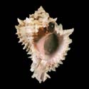 To Conchology (Hexaplex regius)