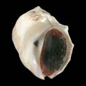 To Conchology (Thais nodosa 1 DOT)