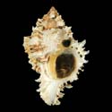 To Conchology (Phyllonotus oculatus)