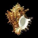 To Conchology (Hexaplex megacerus)
