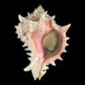 To Conchology (Hexaplex erythrostomus)