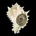 To Conchology (Hexaplex erythrostomus ALBINISTIC)