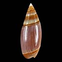 To Conchology (Olivella volutella BROWN)
