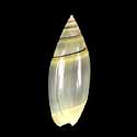 To Conchology (Olivella volutella)