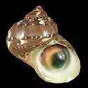 To Conchology (Turbo petholatus)