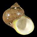 To Conchology (Turbo petholatus)