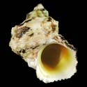 To Conchology (Turbo chrysostomus)
