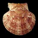 To Conchology (Aequipecten opercularis BROWN)