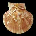 To Conchology (Aequipecten opercularis BROWN)