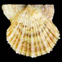 To Conchology (Leptopecten bavayi)