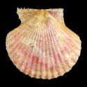 To Conchology (Cryptopecten bullatus PINK)