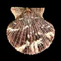 To Conchology (Volachlamys fultoni)